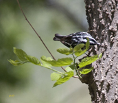 Black and White Warbler 2636